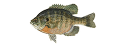 Bluegill